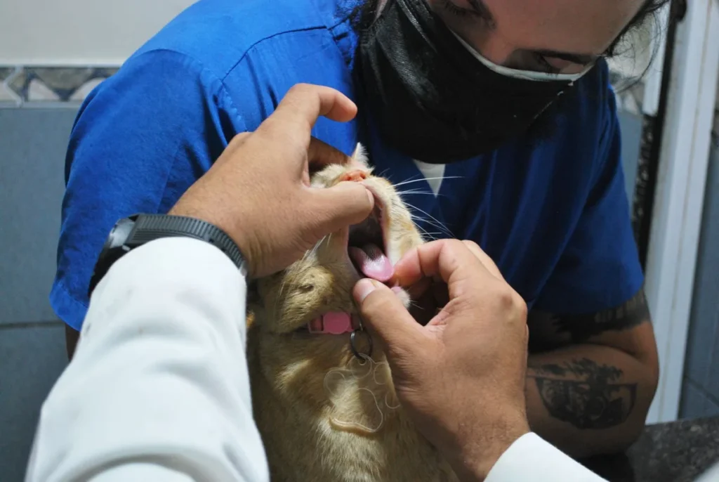 Gros plan de dents de chat avec dépôts de tartre jaune et gencives rouges
