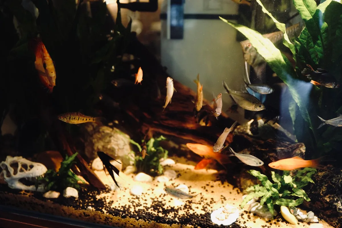 Petit aquarium surpeuplé avec plusieurs poissons rouges dans un espace insuffisant