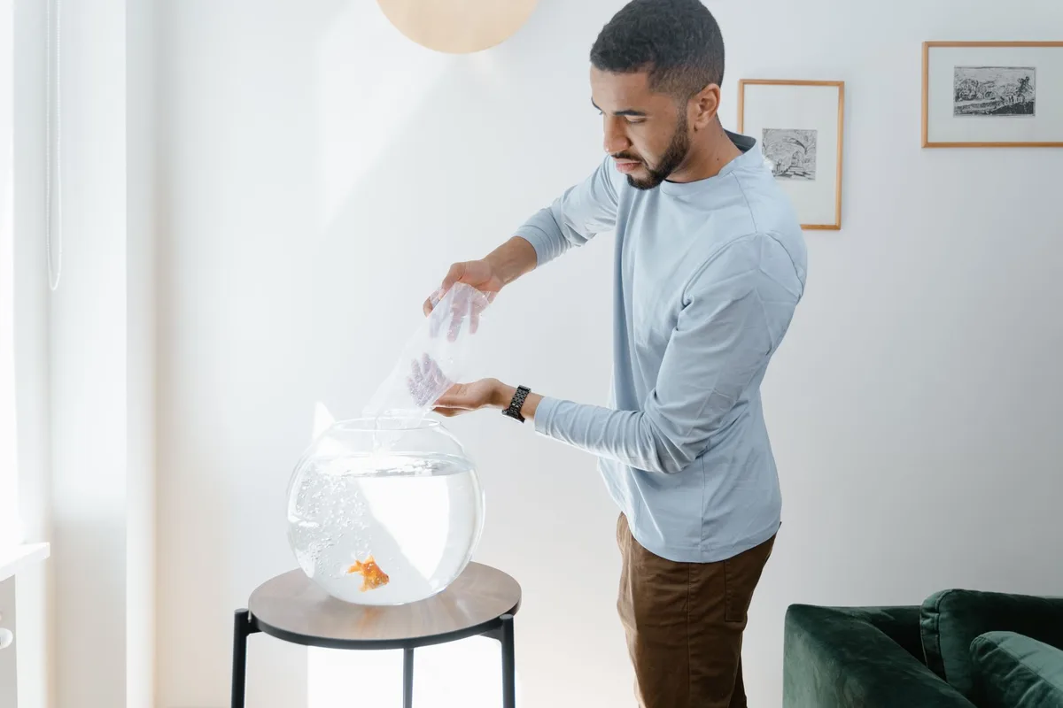 Un poisson rouge nageant dans un aquarium bien entretenu avec filtration et plantes aquatiques