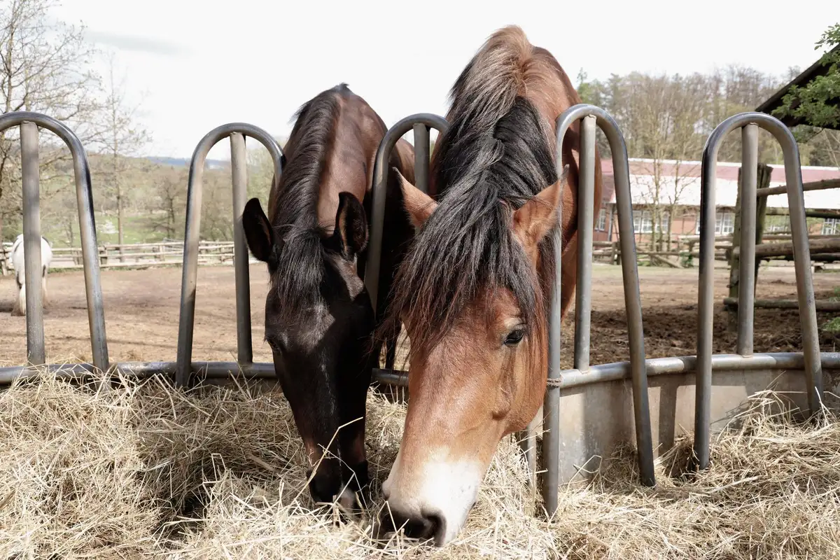 Préparation de la ration d'un cheval avec intégration de compléments naturels