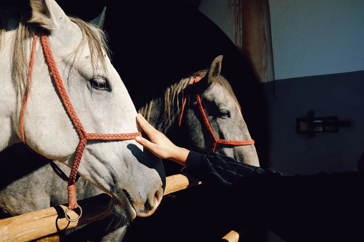 Mains versant un complément à base de plantes dans une ration de cheval en écurie