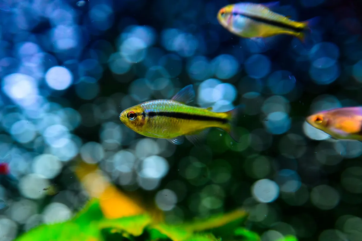 Guppys colorés dans un aquarium planté avec des plantes vertes
