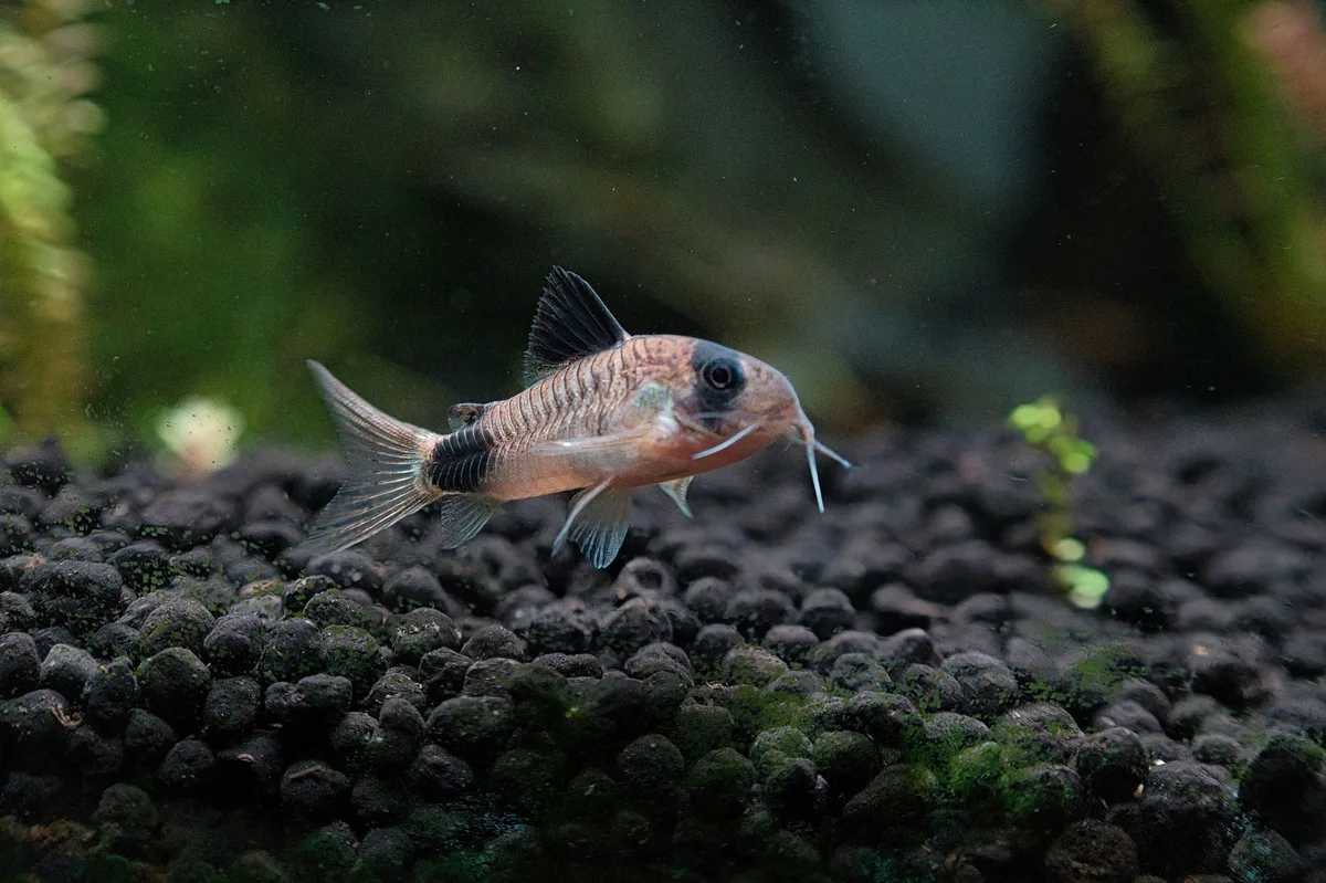 Corydoras fouillant le substrat au fond d'un aquarium