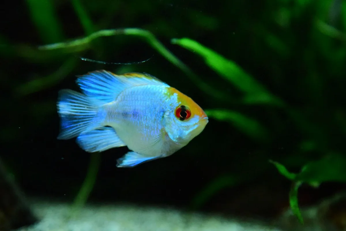 Aquarium coloré avec poissons tropicaux et plantes aquatiques