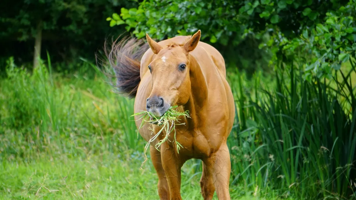 Main naturels tenant des herbes séchées et des racines au-dessus d'un seau d'alimentation pour cheval