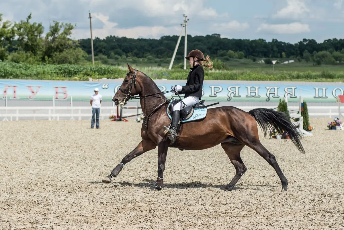 Cavalier en position d'assiette stable exécutant une épaule-en-dedans au trot, illustration des mouvements de dressage d