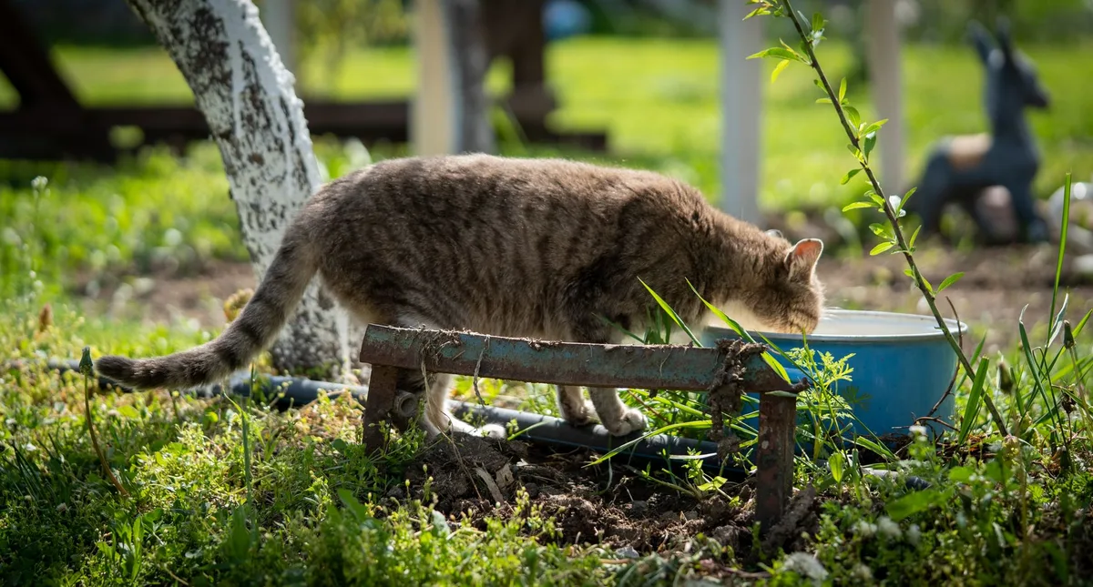 Chat observant son alimentation et sa consommation d'eau au quotidien