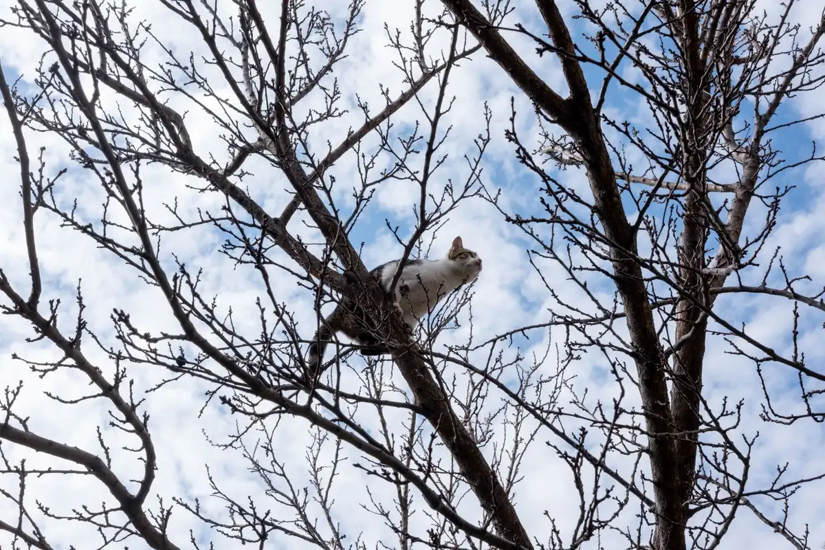 Chat assis sur un arbre à chat près d'une fenêtre, occupé et stimulé