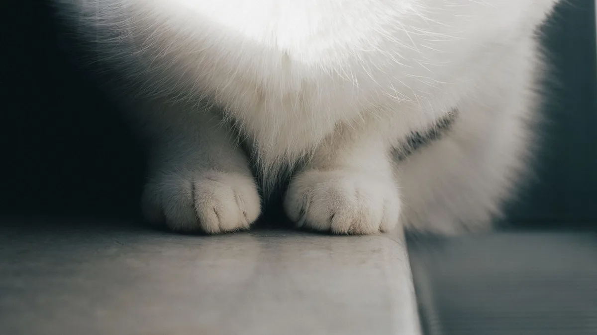 Un chat curieux observe un aquarium avec intérêt, sa patte suspendue au-dessus de la surface de l'eau