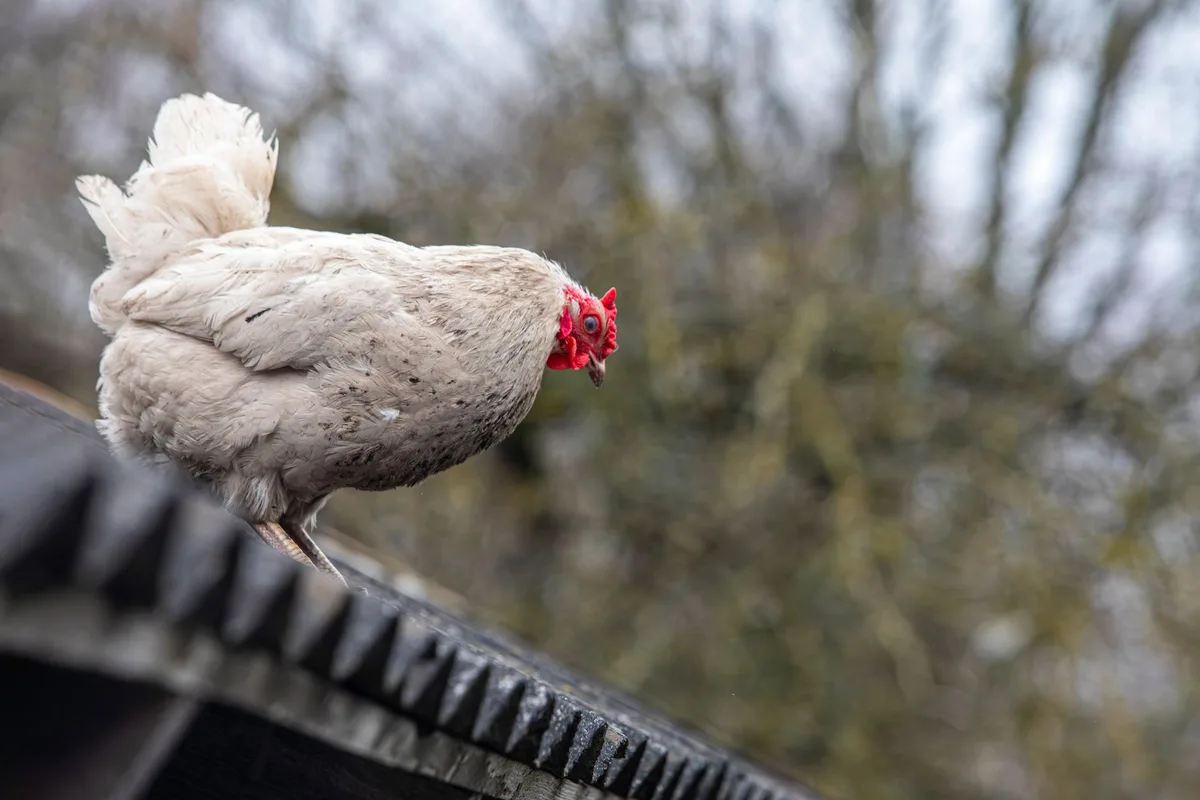 Poule avec plumage terne et aspect affaibli, signes de faiblesse immunitaire