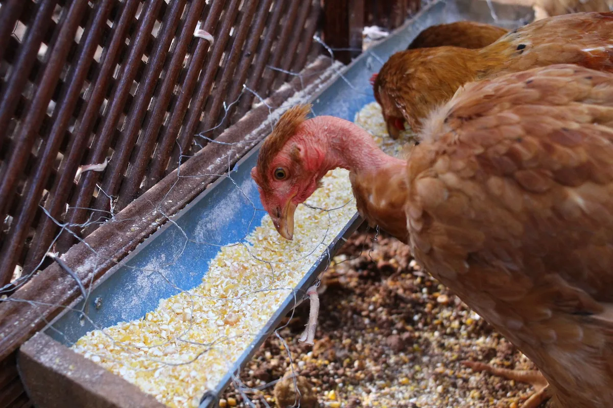 Mélange de graines, légumineuses et aliments protéinés pour poules