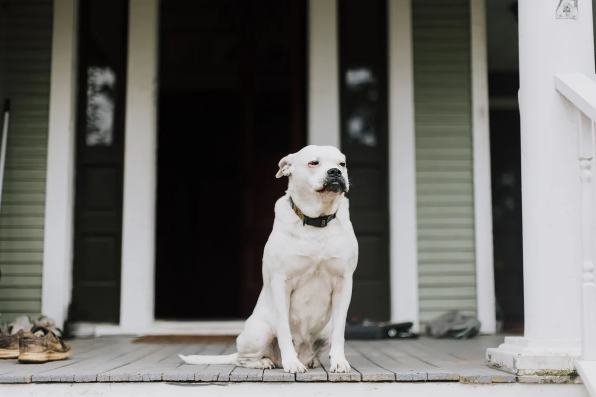 Chien montrant des signes d'anxiété : agitation, halètement et tension corporelle