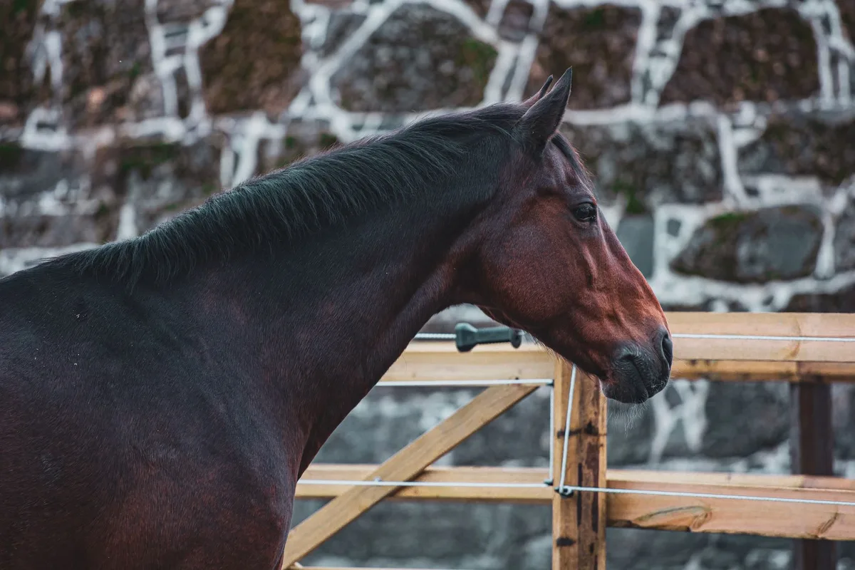 Certificat généalogique et documents de valeur d'un cheval