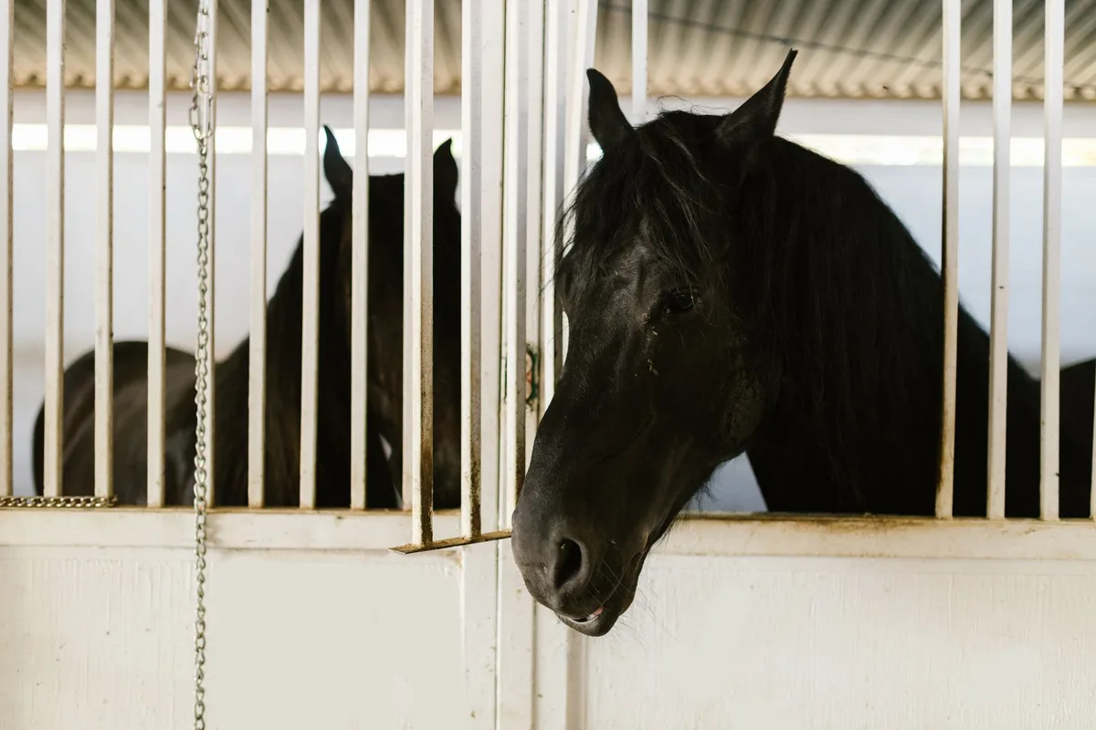 Tableau récapitulatif des dépenses liées à l'achat et l'entretien d'un cheval