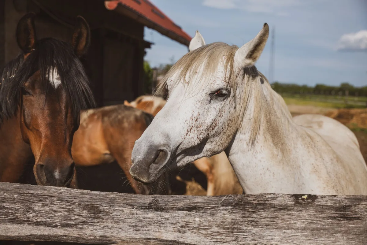 Différents types de chevaux selon l'âge et la race pour choisir selon son niveau
