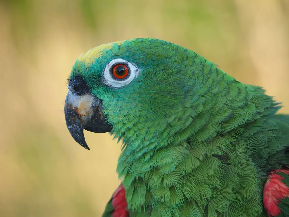 Gros plan sur la tête d'une conure soleil montrant son plumage jaune et orange éclatant