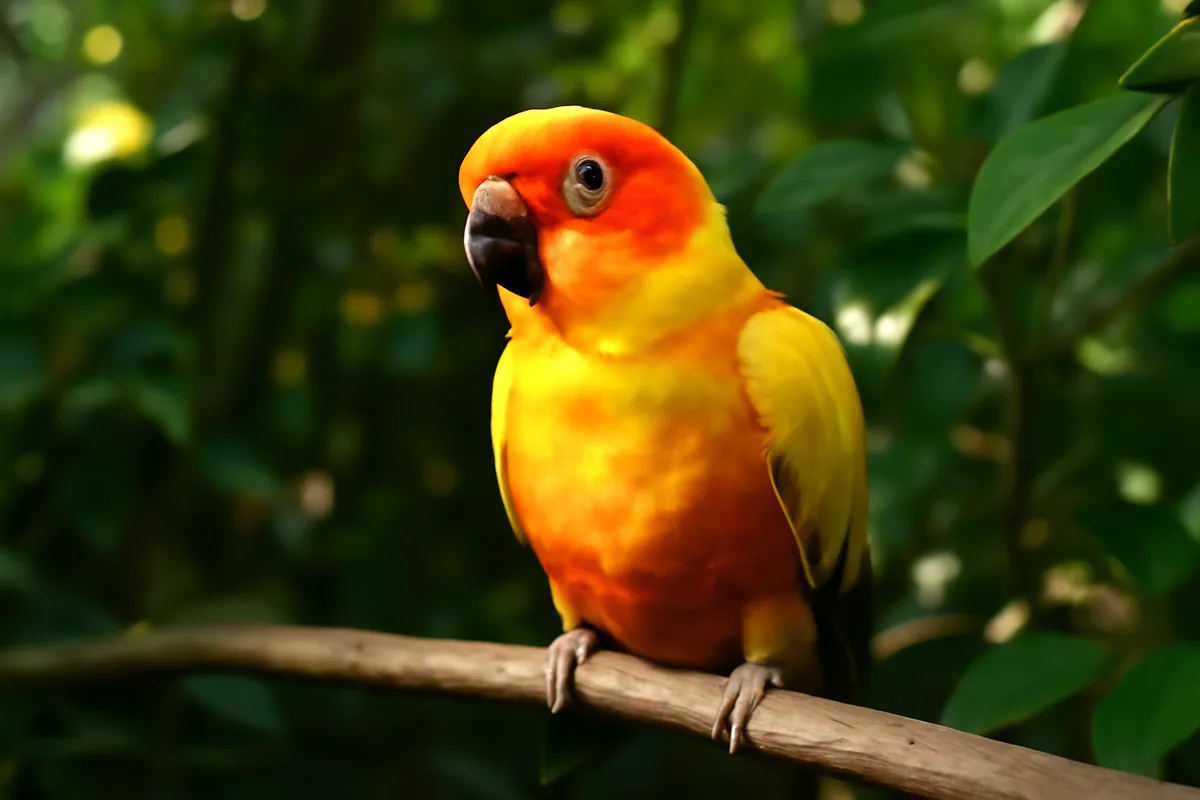 Tout savoir sur la conure soleil : soins, comportement et élevage