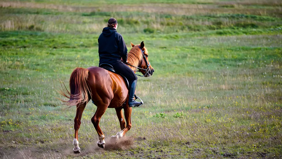Trotting : bénéfices et conseils pour réussir une séance de trot