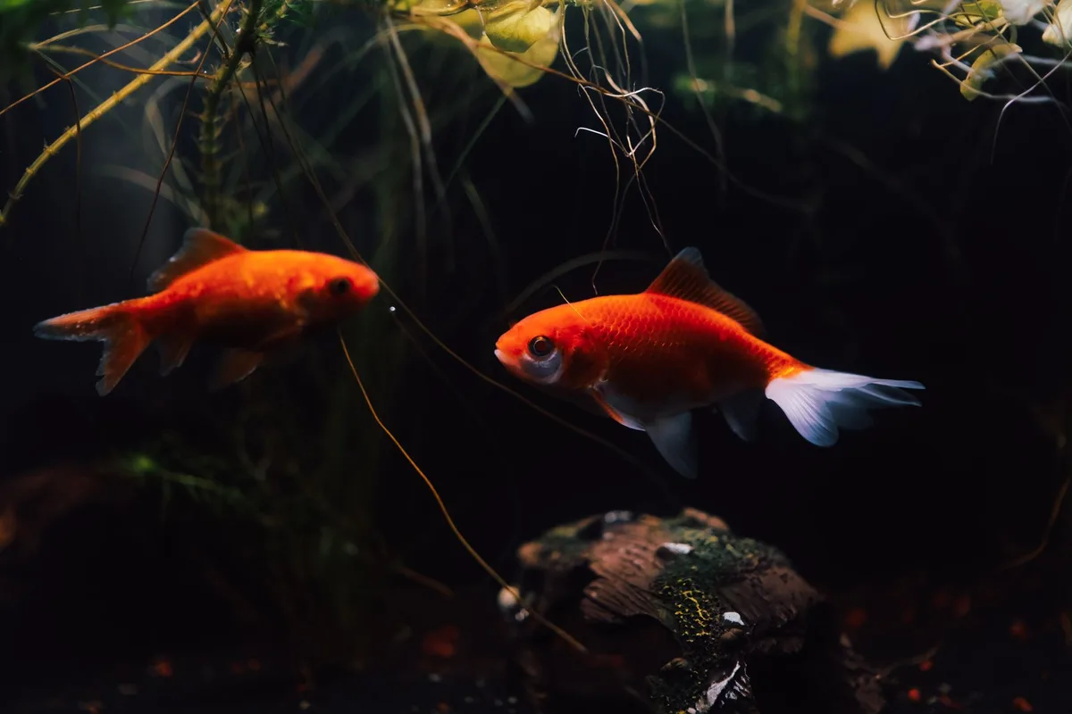 Aquarium avec thermomètre et surface de l'eau visible, illustrant le contrôle de température
