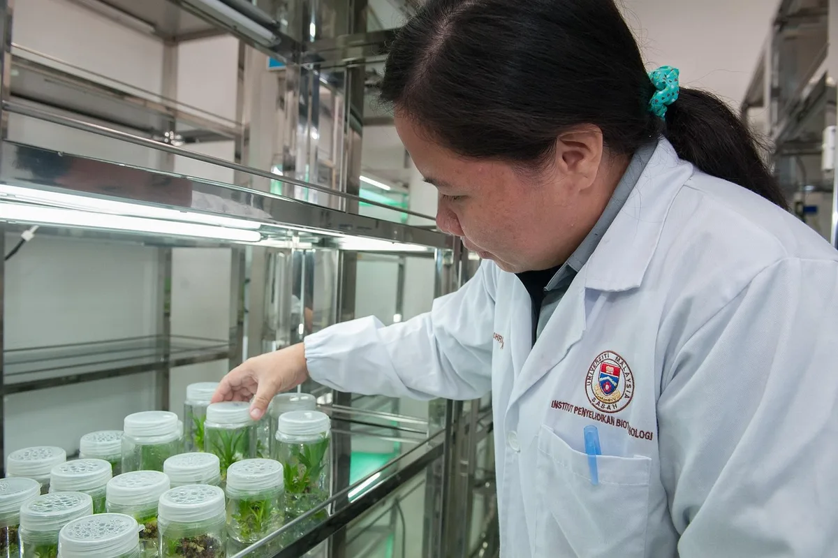 Plantes in vitro dans leurs contenants scellés avec gel nutritif de culture en laboratoire