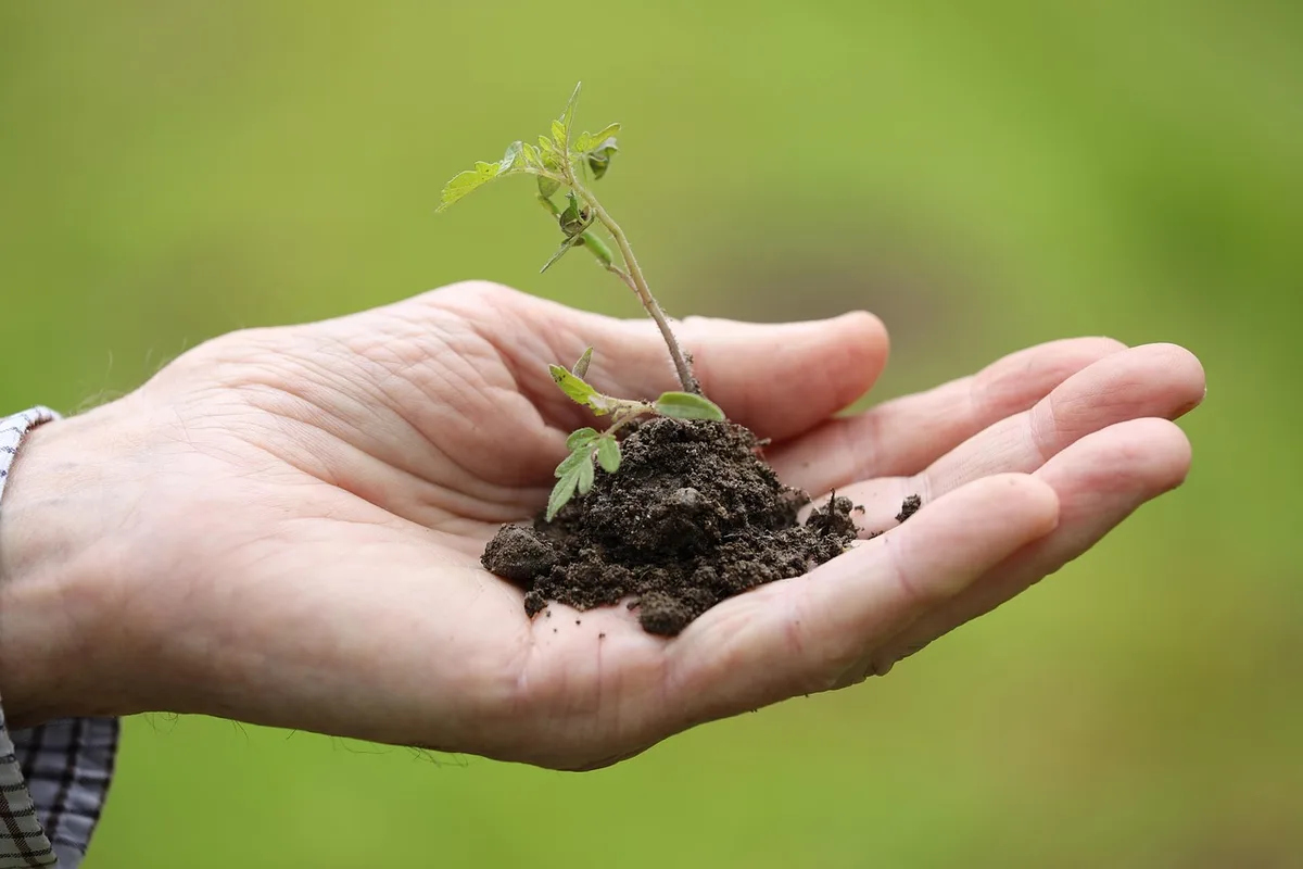Mains divisant une touffe compacte de plantes en portions plus petites au-dessus du substrat d'aquarium