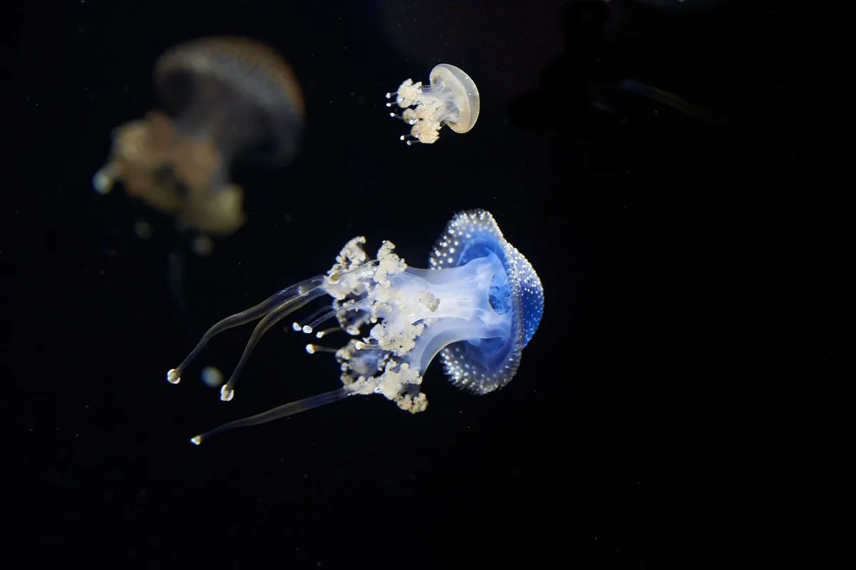 Mains plantant délicatement des fragments de plantes aquatiques compactes dans le substrat d'un aquarium rempli d'eau