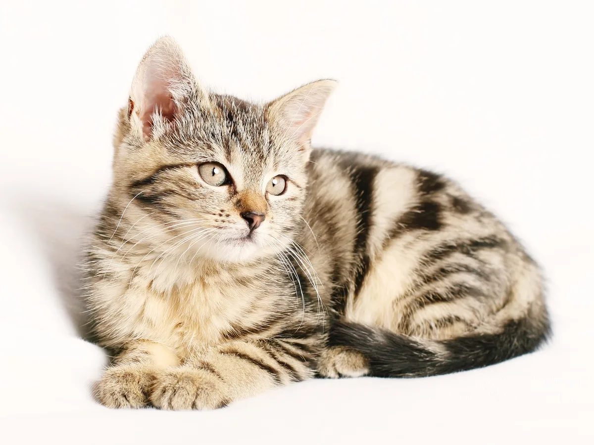 Mesure et comparaison de la croissance d'un chaton et d'un chat adulte