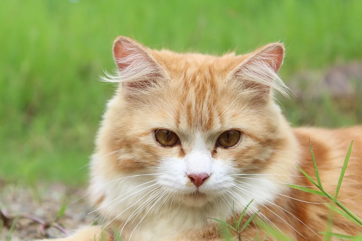 Bol de nourriture pour chat avec deux sachets indiquant transition progressive