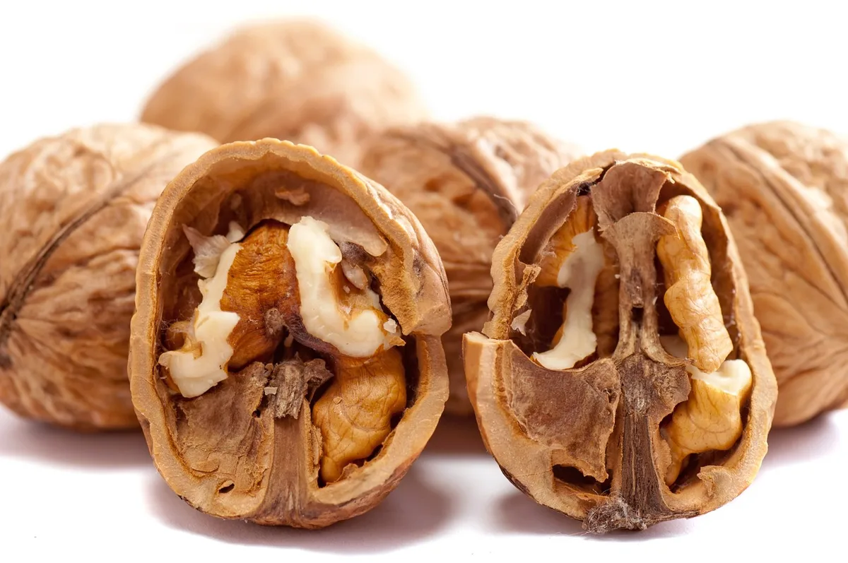 Différentes sources de protéines pour poules : graines, insectes séchés et aliments naturels