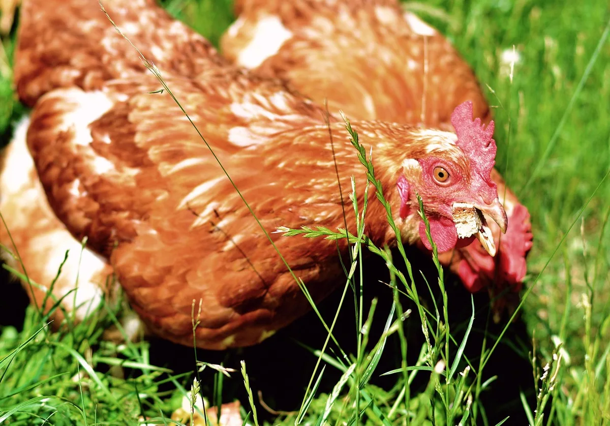 Mains versant des grains et des aliments équilibrés dans une mangeoire pour poules