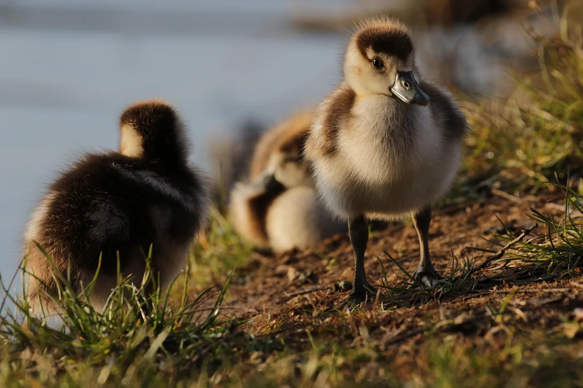 Abreuvoir propre et large permettant aux canards de tremper le bec