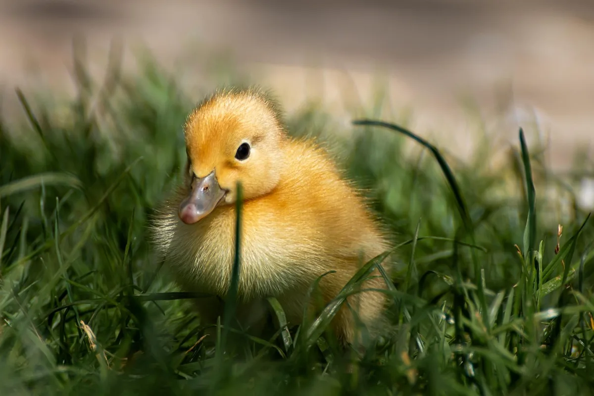 Petit point d'eau pour canards avec rives aménagées