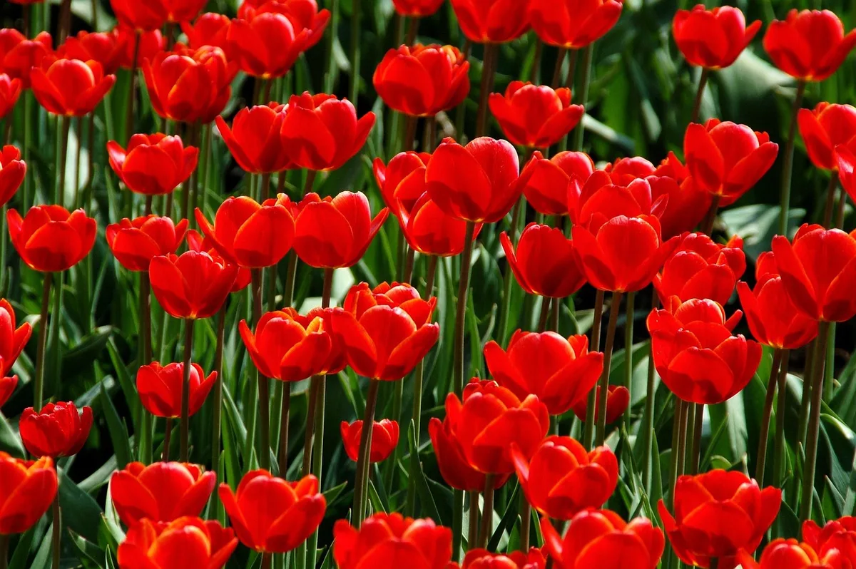 Comparaison plantes naturelles et artificielles dans un aquarium