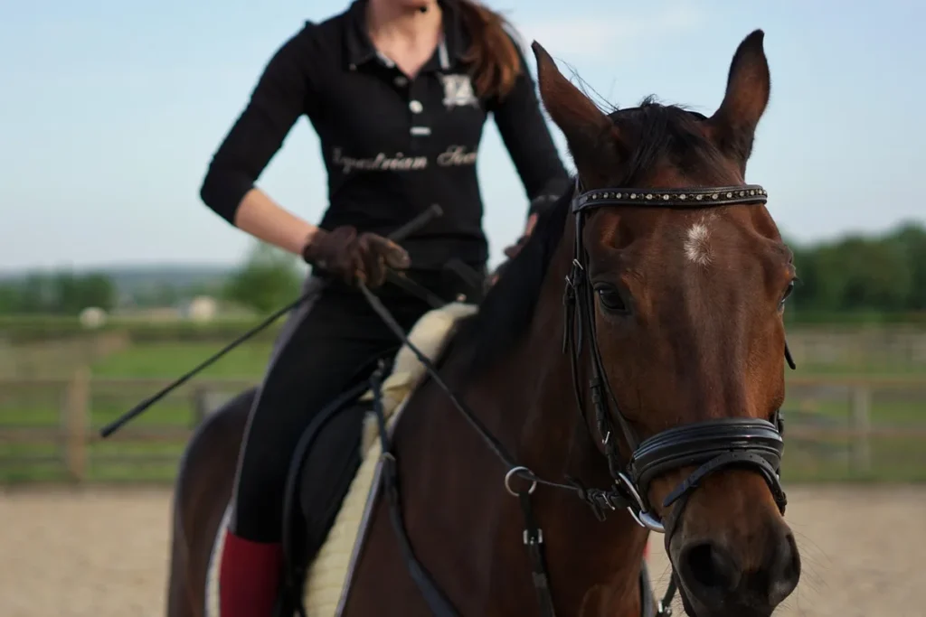 Cavalier et cheval au galop franchissant un petit obstacle en carrière couverte