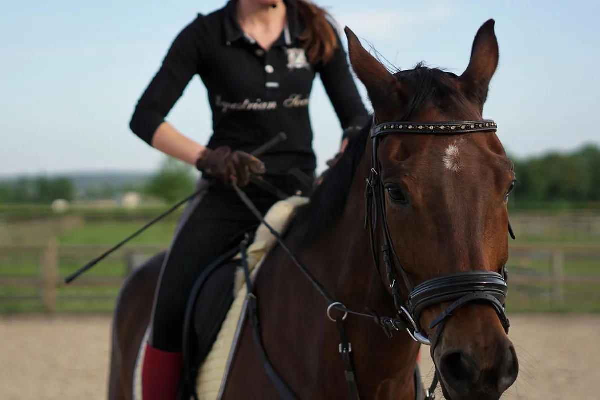 Cavalier et cheval au galop franchissant un petit obstacle en carrière couverte