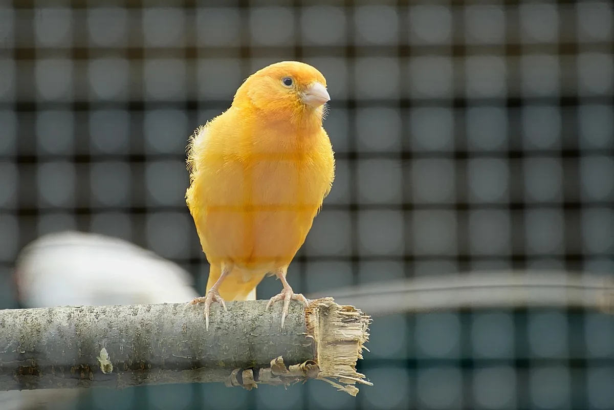 Cage bien aménagée avec perchoirs variés et accessoires pour le confort du canari