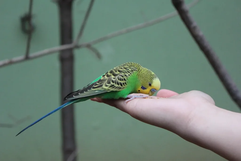 Main tendue offrant une friandise à un perroquet dans un environnement calme et bien éclairé