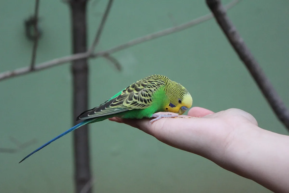 Main tendue offrant une friandise à un perroquet dans un environnement calme et bien éclairé