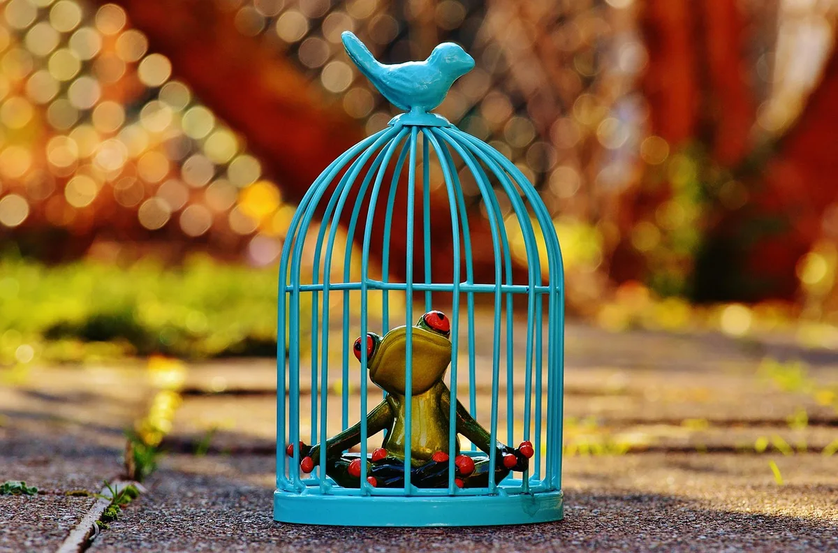 Cage de perruche posée dans un coin calme d'un salon en journée