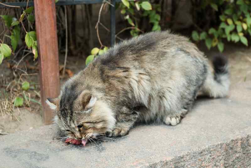 Chat qui vomit : quand c'est bénin et quand il faut consulter d'urgence ? Allo Animal Mag