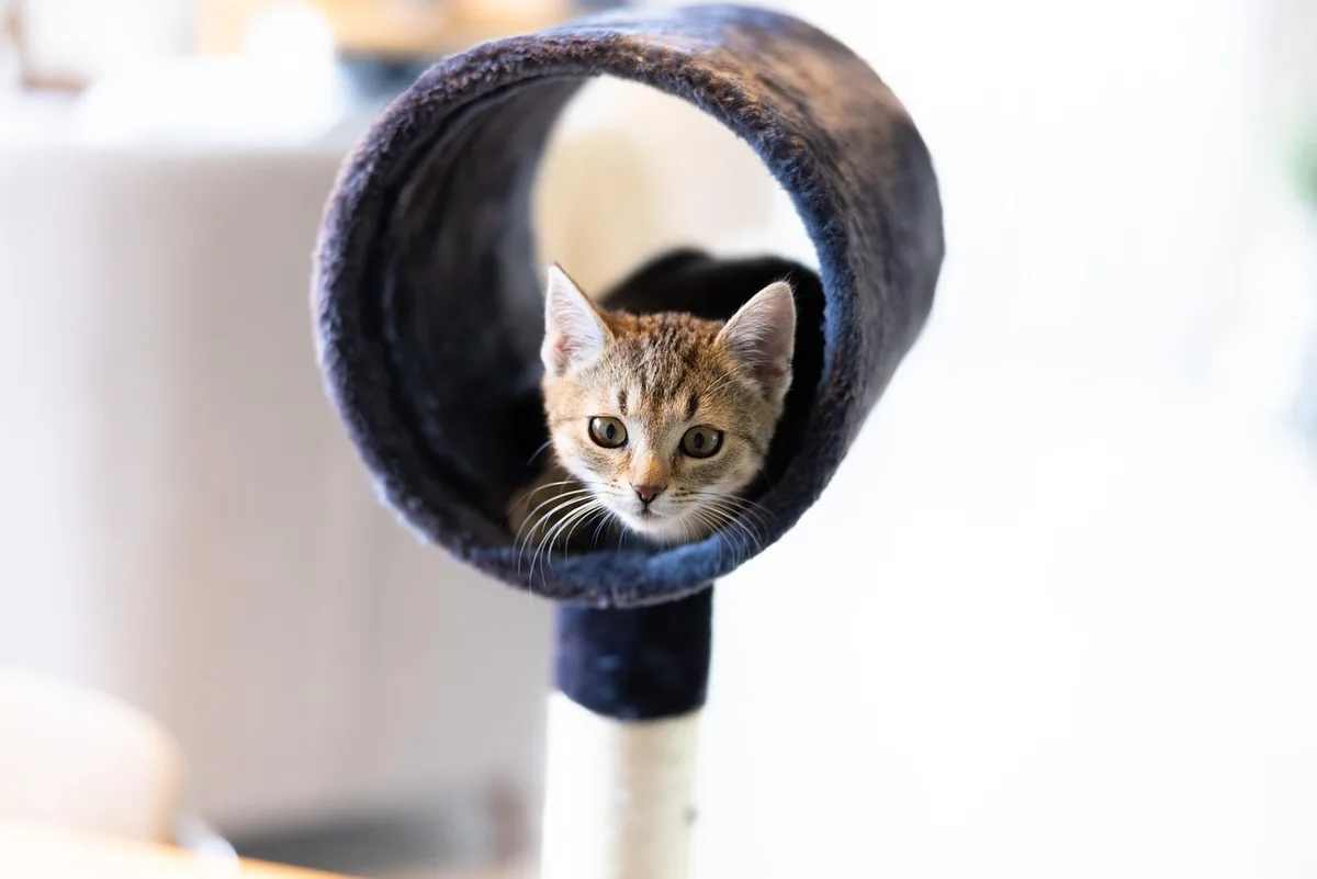 Chat jouant avec un jouet près d'un arbre à griffes, illustration de la stimulation