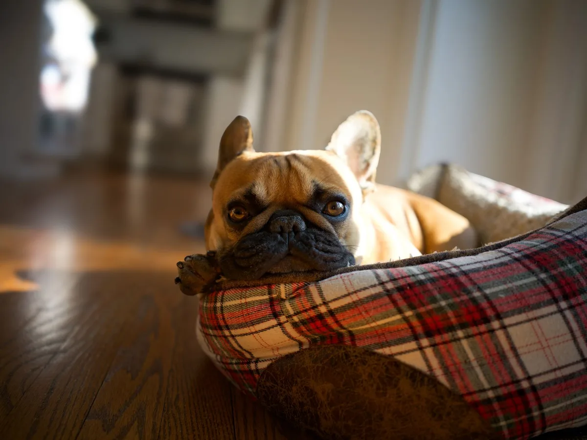 Coin couchage pour chien dans un salon lumineux