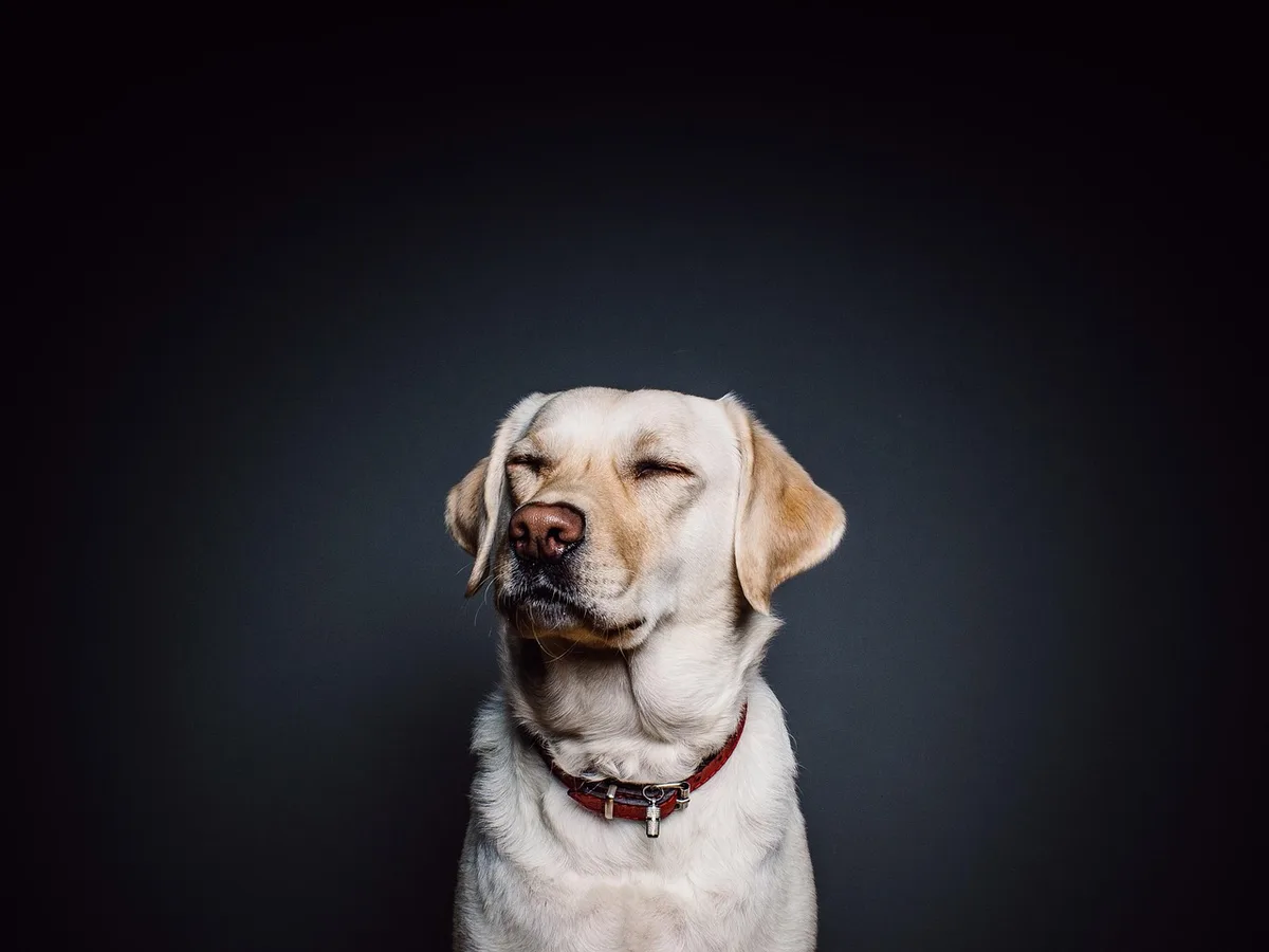 Chien détendu couché, langage corporel relaxé indiquant qu'il apprécie le contact