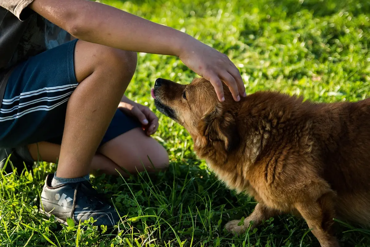 Propriétaire récompensant un chien calme pour renforcer le comportement posé