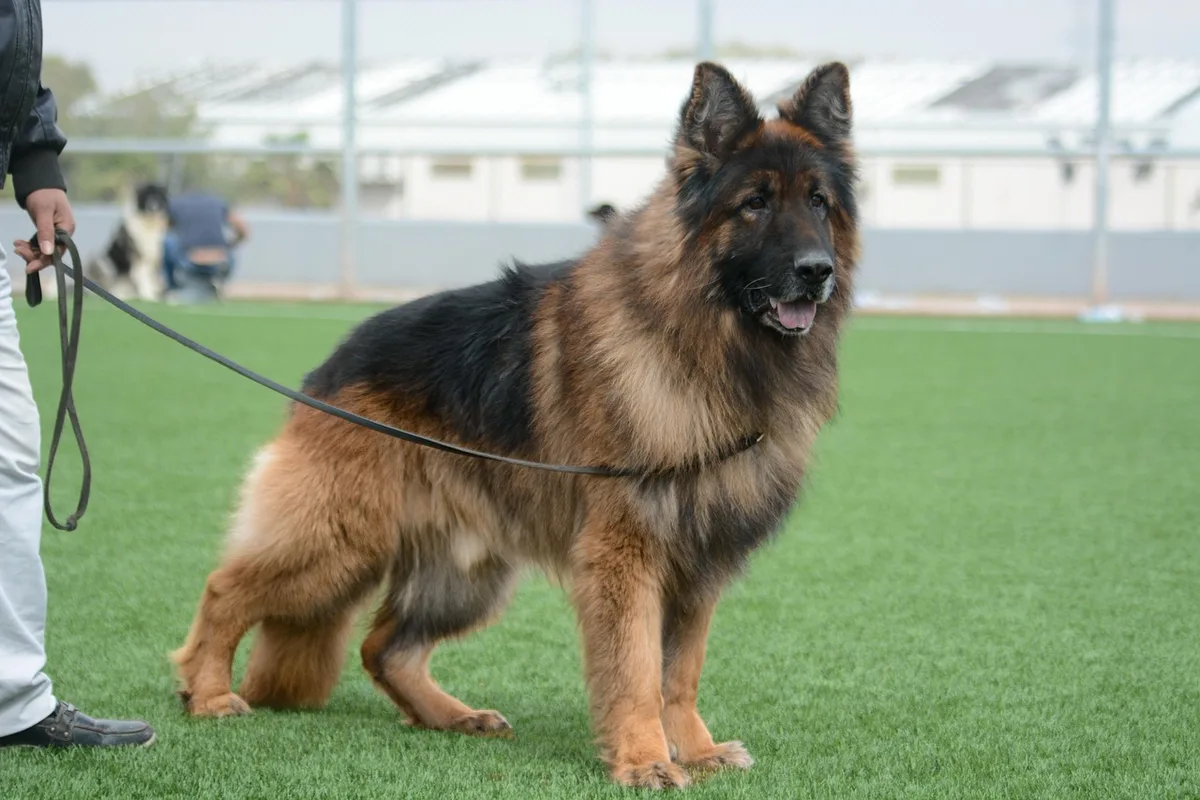Propriétaire observant un chien nerveux pour détecter les signes de malaise