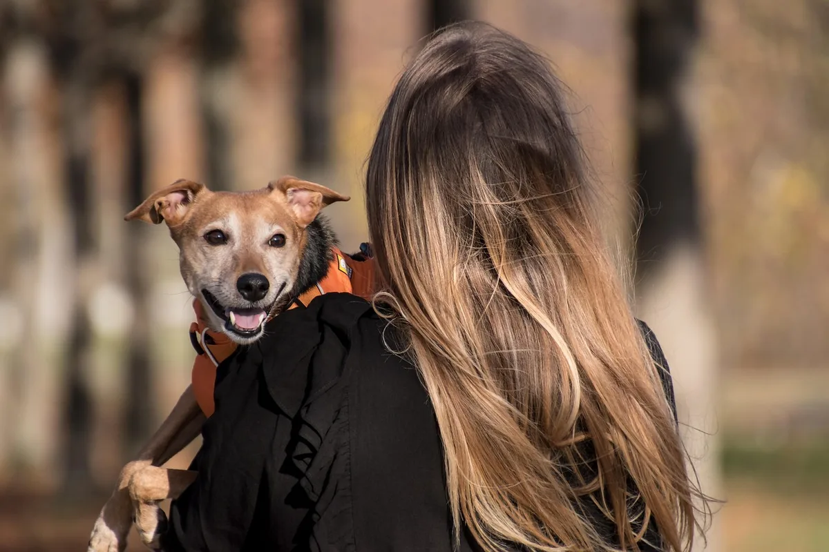 Propriétaire observant l'attention et la posture d'un chien en intérieur