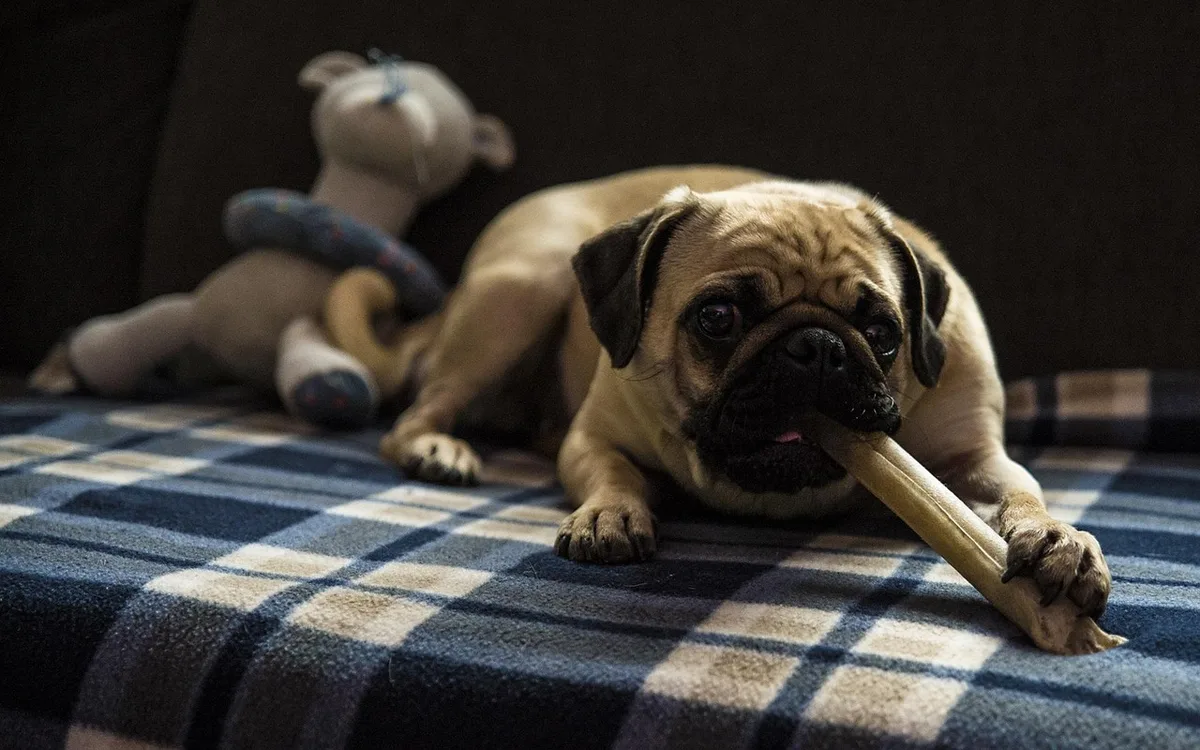 Chien revenant au rappel, récompensé par un jouet en extérieur