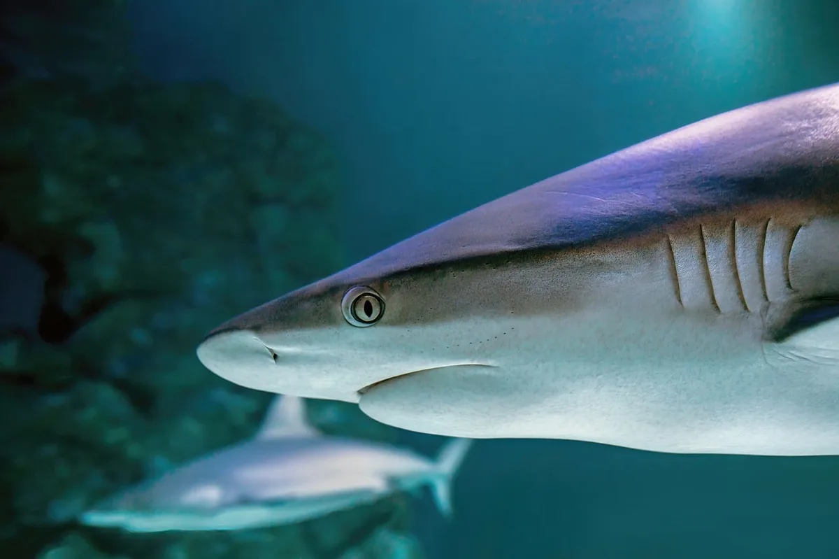Personne mesurant la solidité d'un plancher avant d'installer un aquarium