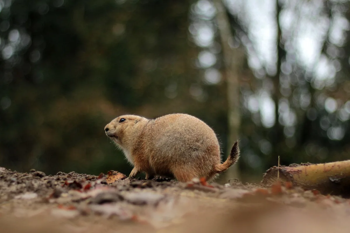 Traces d'infestation de rongeurs : excréments et marques grasses le long d'une plinthe