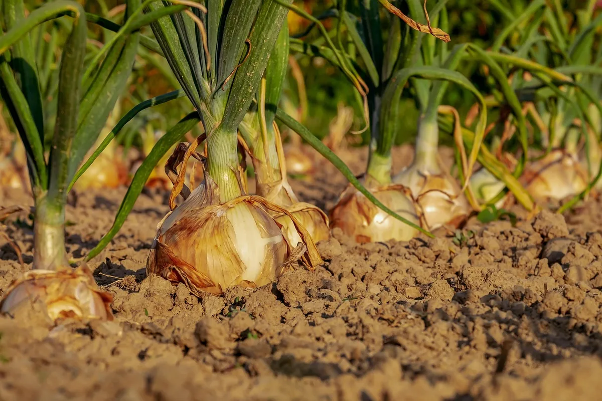 Bacs surélevés et filets protégeant des légumes dans un potager en plein jour